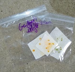 Saving tomato seeds on a paper towel