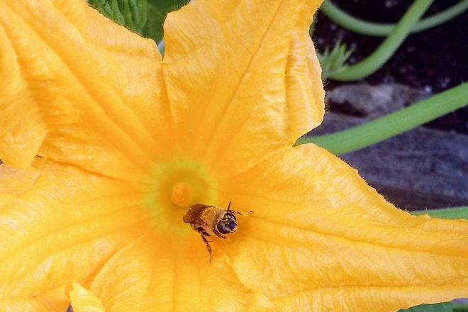 Squash bee emerging from a flower | Horseradish & Honey blog