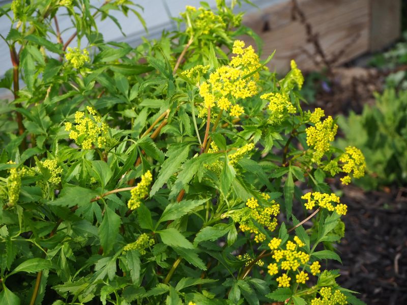 Golden Alexanders Blooming | Horseradish & Honey Blog