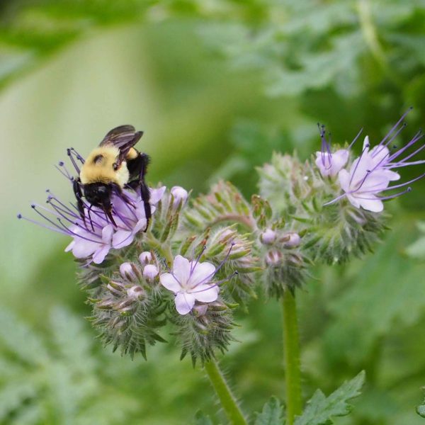 Bumblebee enjoying lacy phacelia | Horseradish & Honey blog