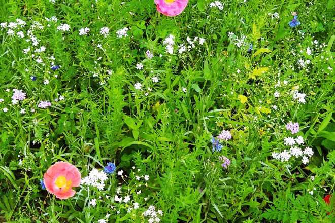 Newest Wildflower Patch | Horseradish & Honey