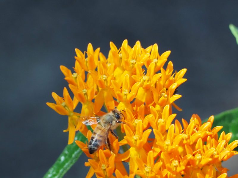 Bee on butterflyweed