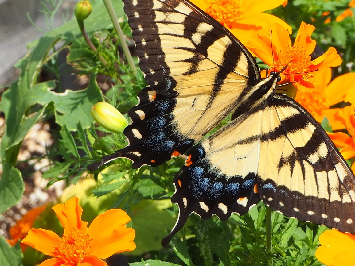Eastern tiger swallowtail