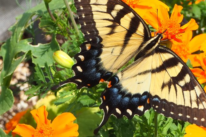 Eastern tiger swallowtail