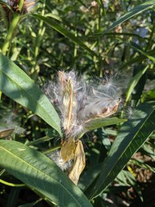 Burst Tropical Milkweed Seed Pod