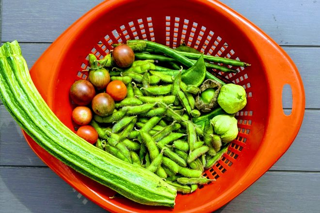 Late August vegetable harvest