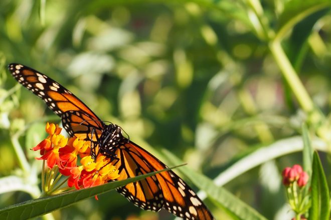 Monarch Butterfly in the Garden