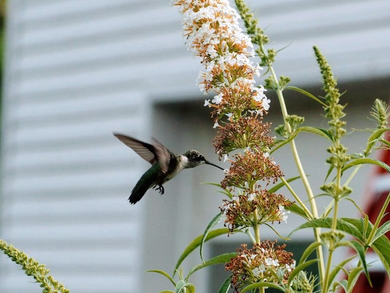 Hummingbird on Butterfly Bush | Horseradish & Honey Blog