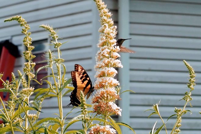 Hummingbird and Eastern Tiger Swallowtail on Butterfly Bush | Horseradish & Honey Blog