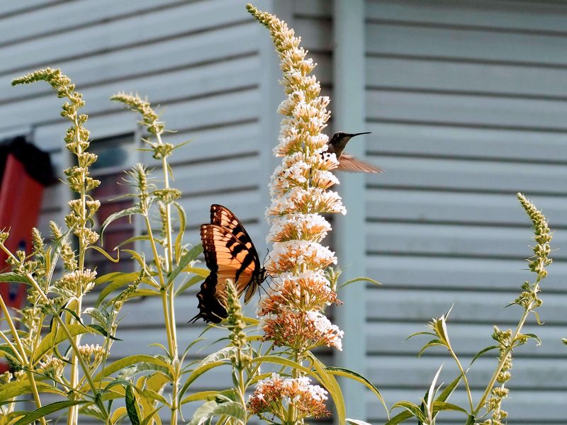 Hummingbird and Eastern Tiger Swallowtail on Butterfly Bush | Horseradish & Honey Blog