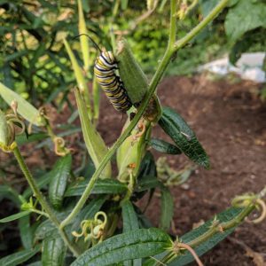 Monarch Caterpillar on Butterfly Weed