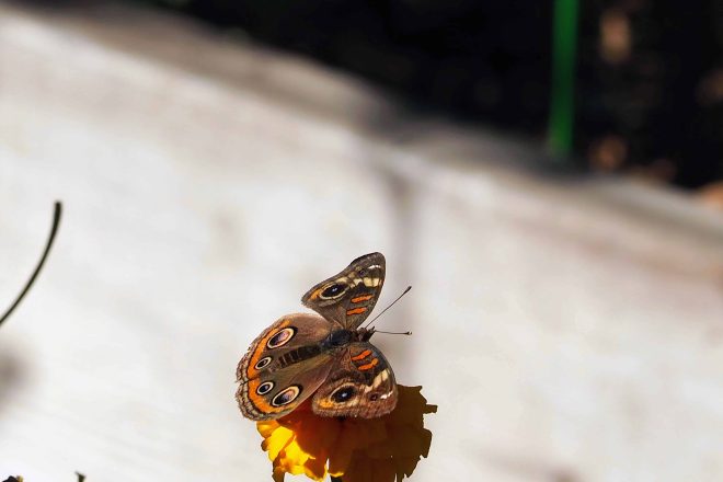 Common buckeye butterfly - love the colors!