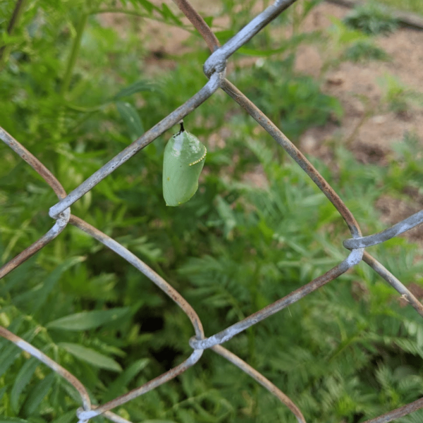 Monarch butterfly chrysalis hanging on chainlink fence