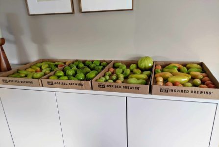 Ripening tomatoes indoors, in cardboard trays